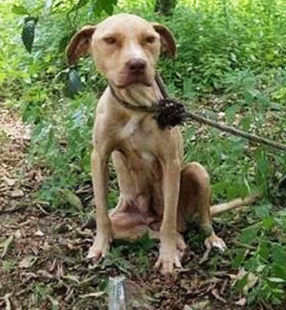 Tied to a tree, left to die: yet the pit bull never stopped protecting its precious secret