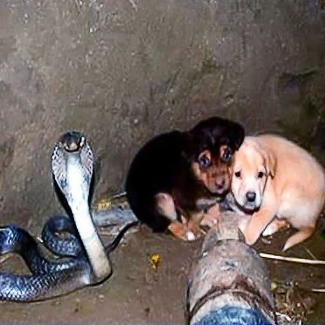 Two puppies fell into a pit with a cobra, but then something incredible happened