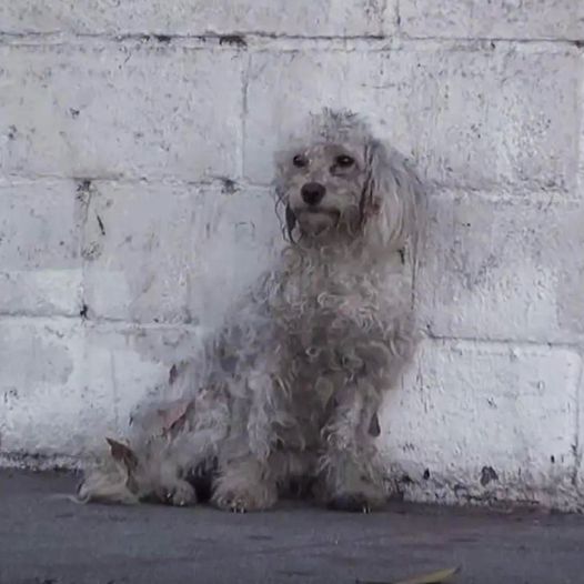 Homeless Poodle just realized she’s being rescued – her reaction has everyone in tears