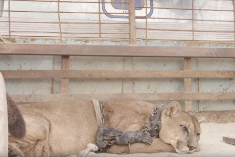 Circus lion was locked up for 20 long years, now watch his reaction when he’s released