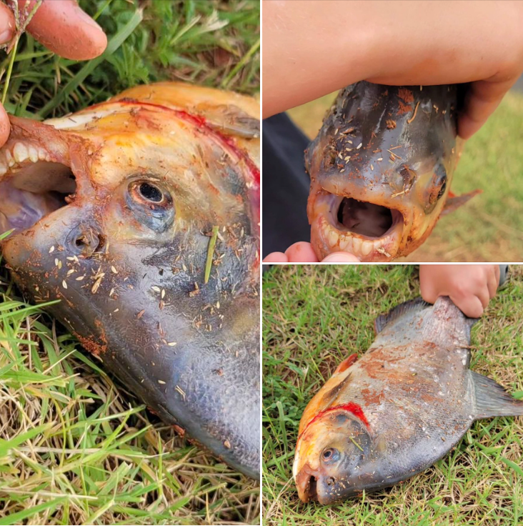 Oklahoma boy sits alone to fish when he catches a fish that has him screaming