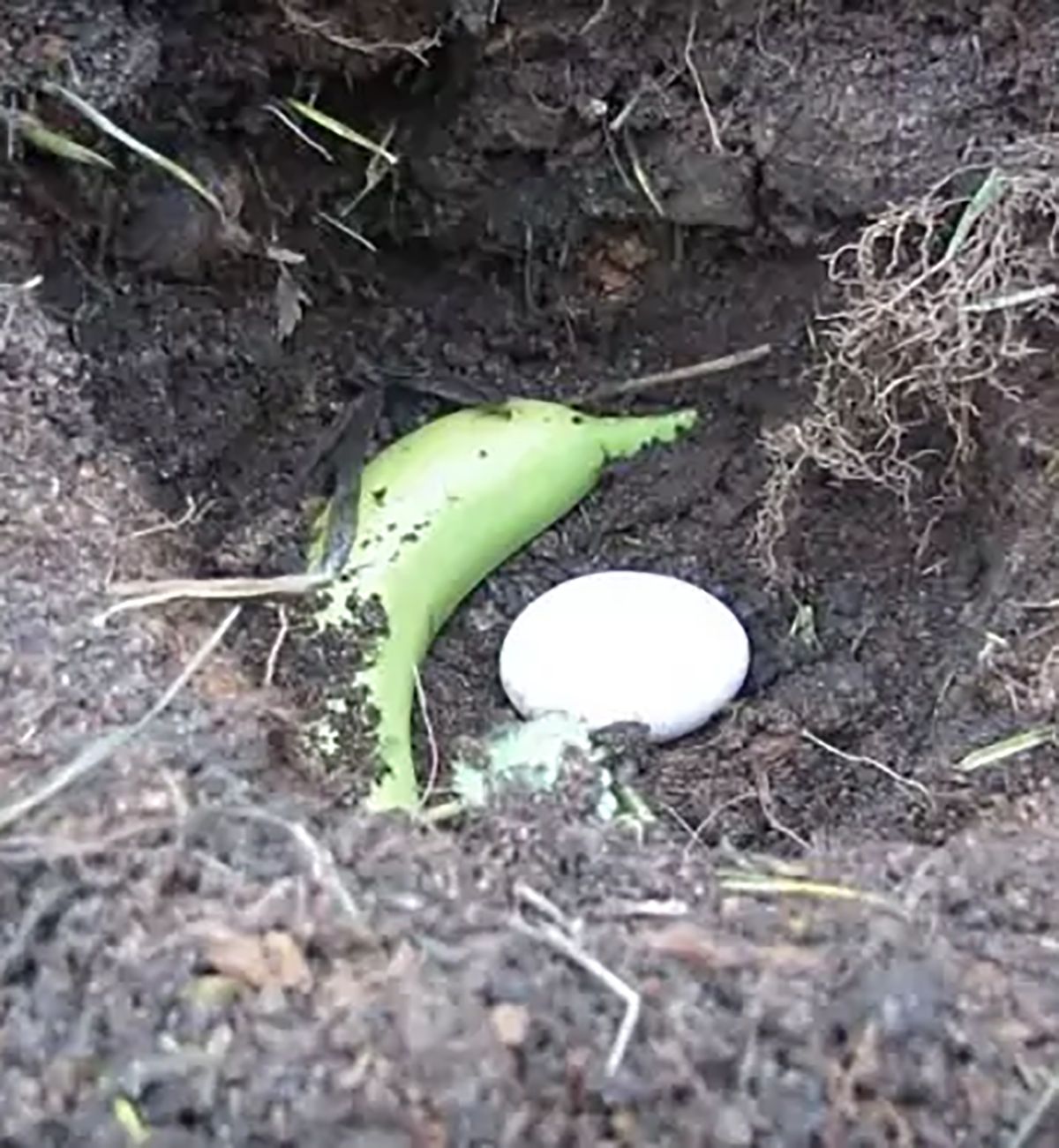 Bury an egg and banana in your garden and boost your plants