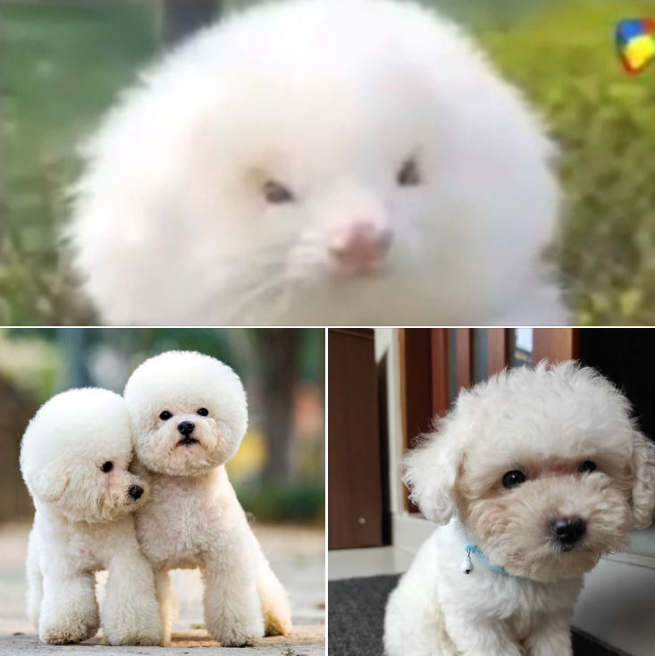 Man left shocked after being sold ferret as toy poodle