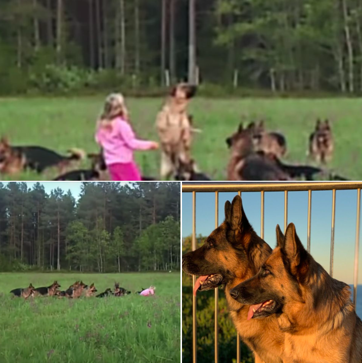 5-year-old girl plays with 14 beautiful German Shepherds