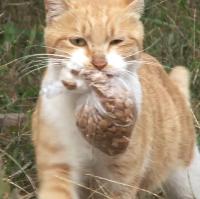 Stray cat refuses to eat unless food is in a bag: 1 day they follow her and discover her secret