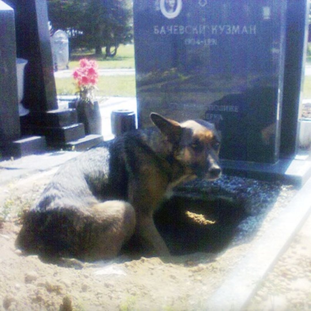 Dog refuses to leave grave – then a woman sneaks closer to find the truth