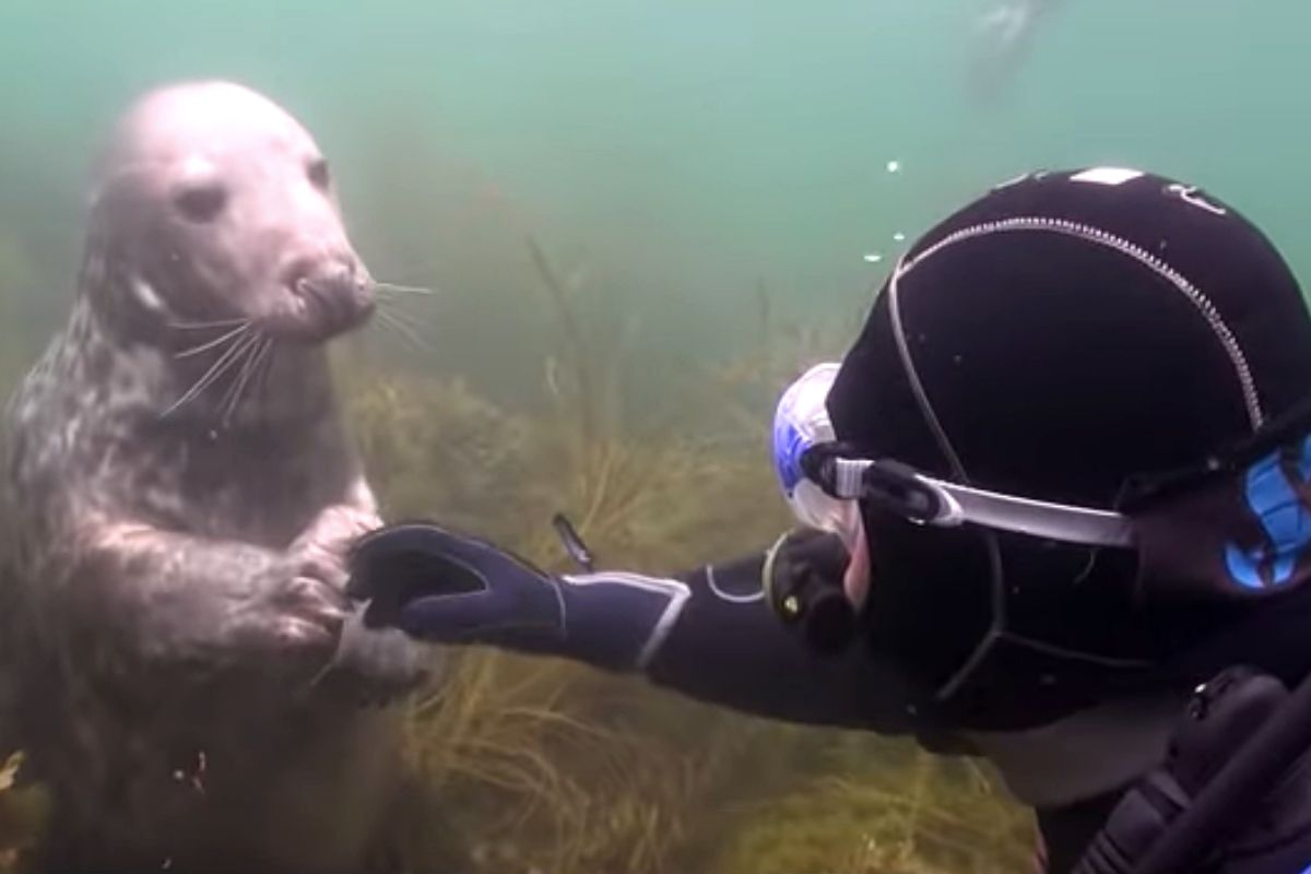 Diver doesn’t understand what seals wants — when he stretches out his hand, I can’t stop laughing