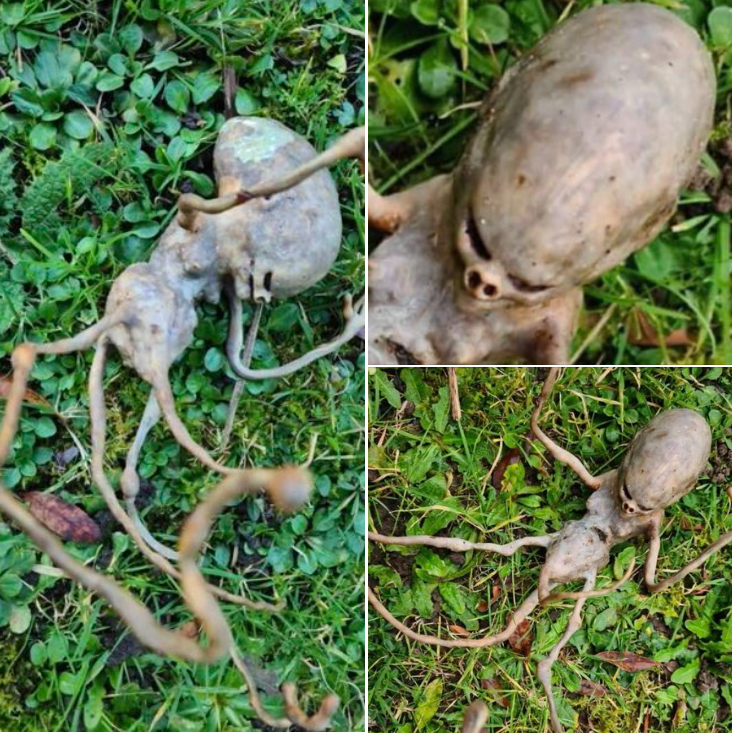 Neighbor finds ‘alien’ object in their backyard that has the internet stumped